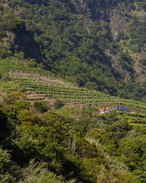 Cócteles 4