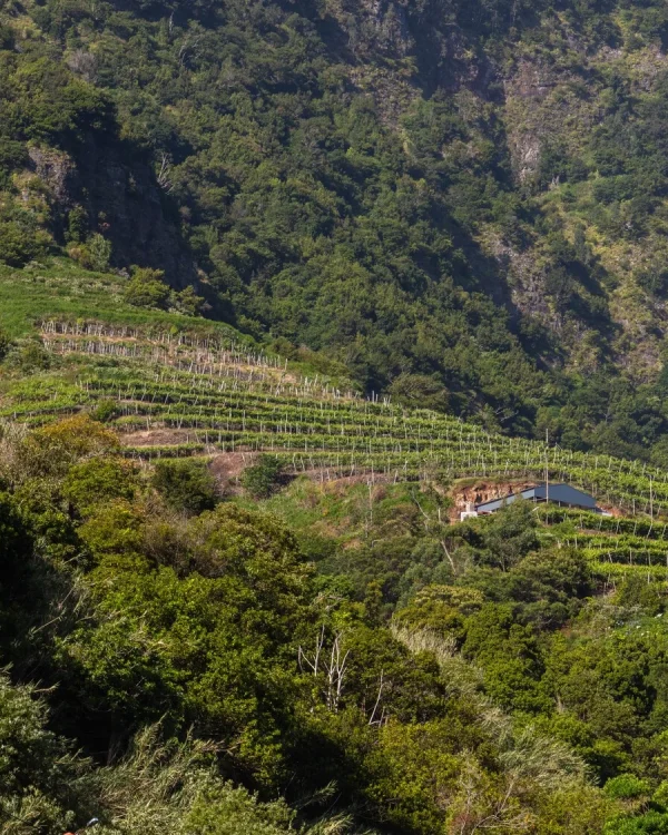 Cócteles 12