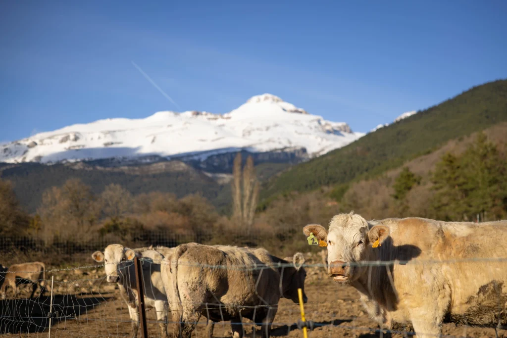 A finales de junio el ganado sube a los puertos