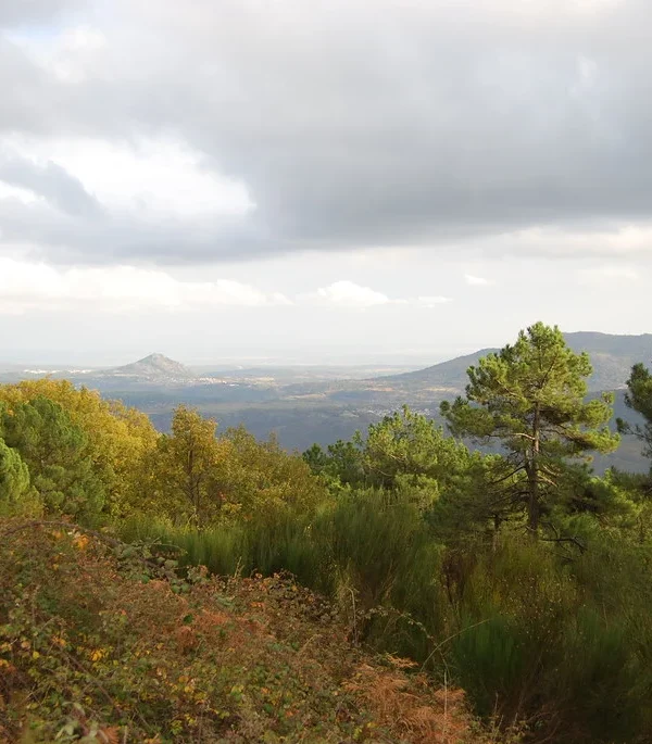 Cócteles 8