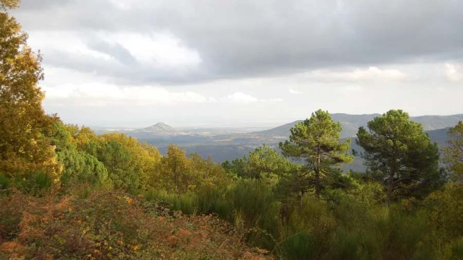 Cócteles 15