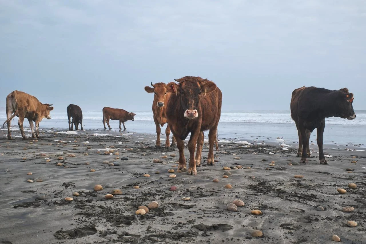 Vacuno criollo: La premiada carne que el Estado peruano quiso desaparecer 0
