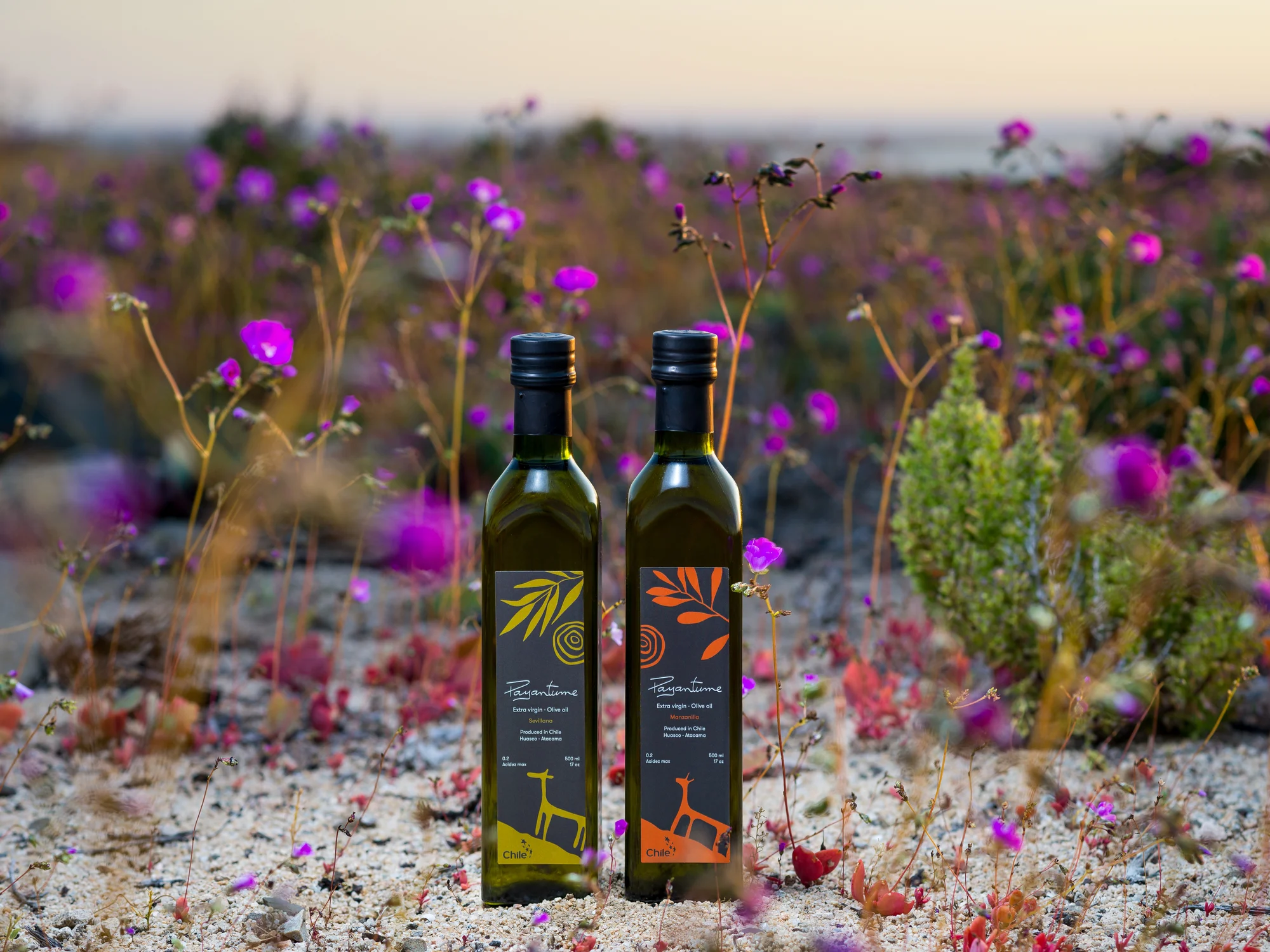 Aceite de oliva de Huasco, patrimonio mundial chileno 3