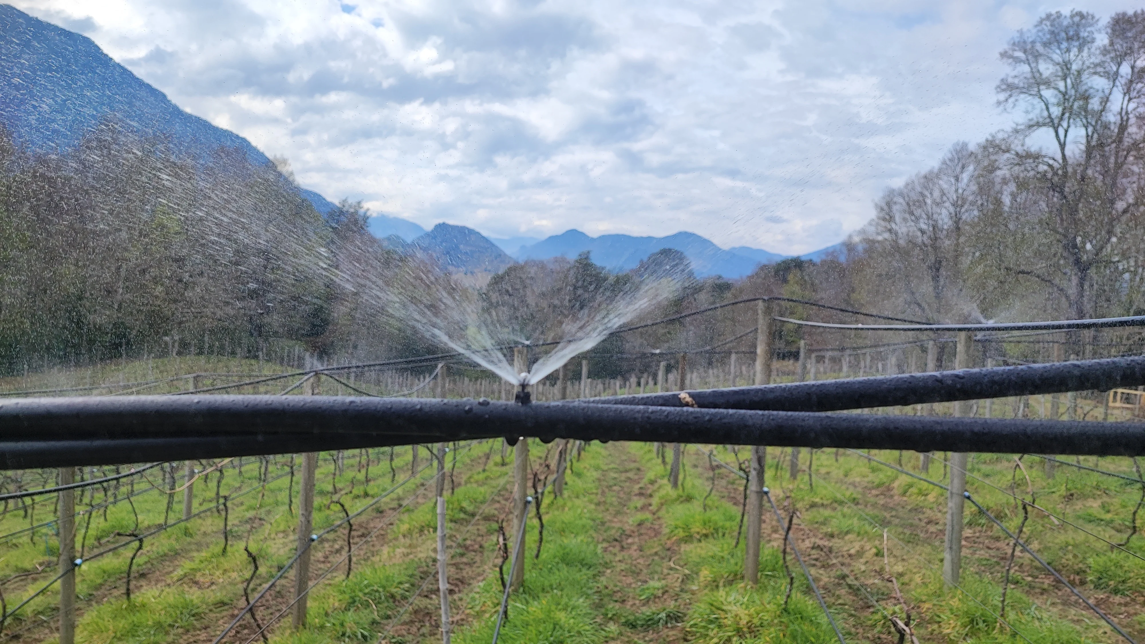 Aires de Menetúe, el viñedo que desafió el frío con agua termal volcánica 3