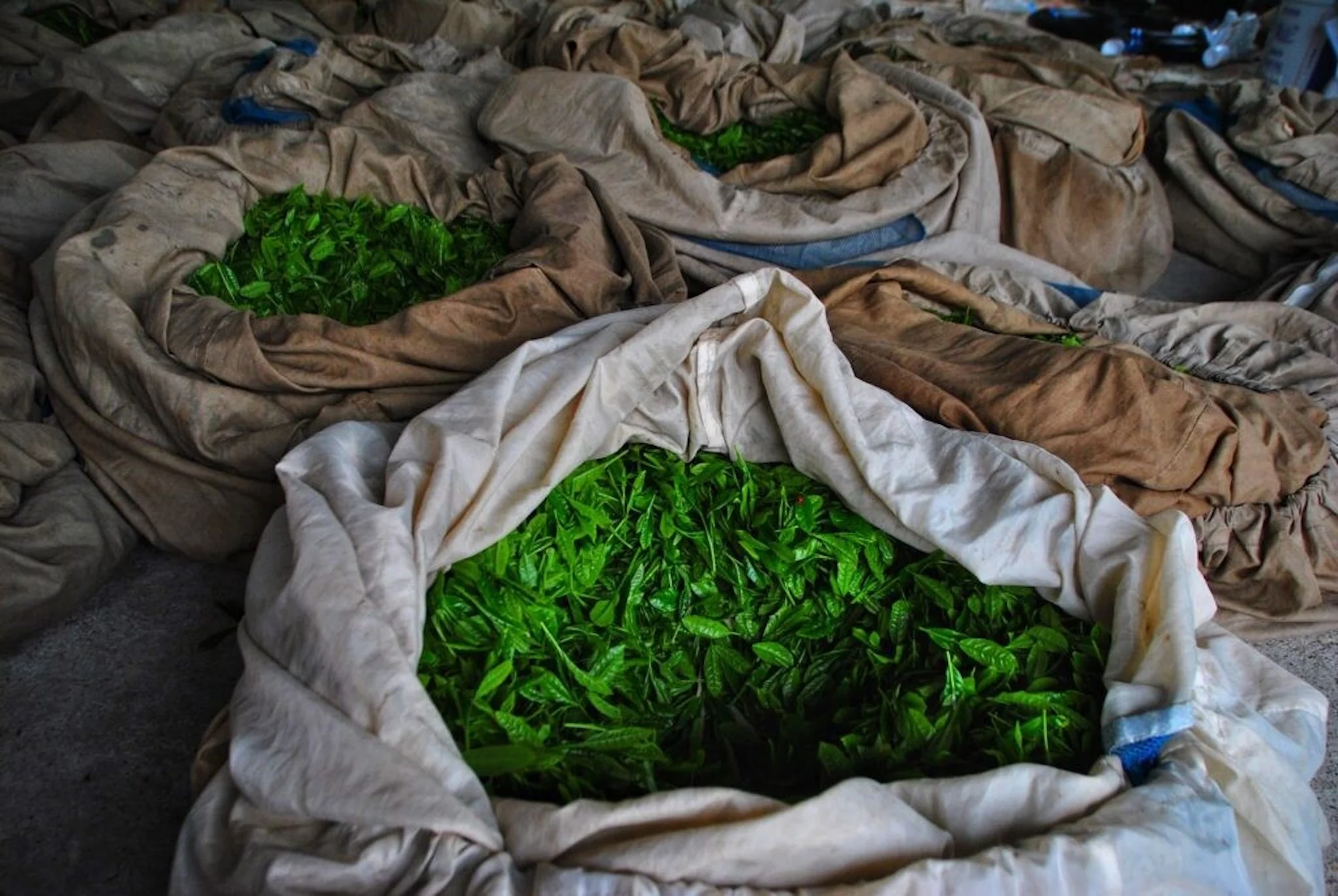 La revolución del matcha: una moda que no parece ser pasajera 0
