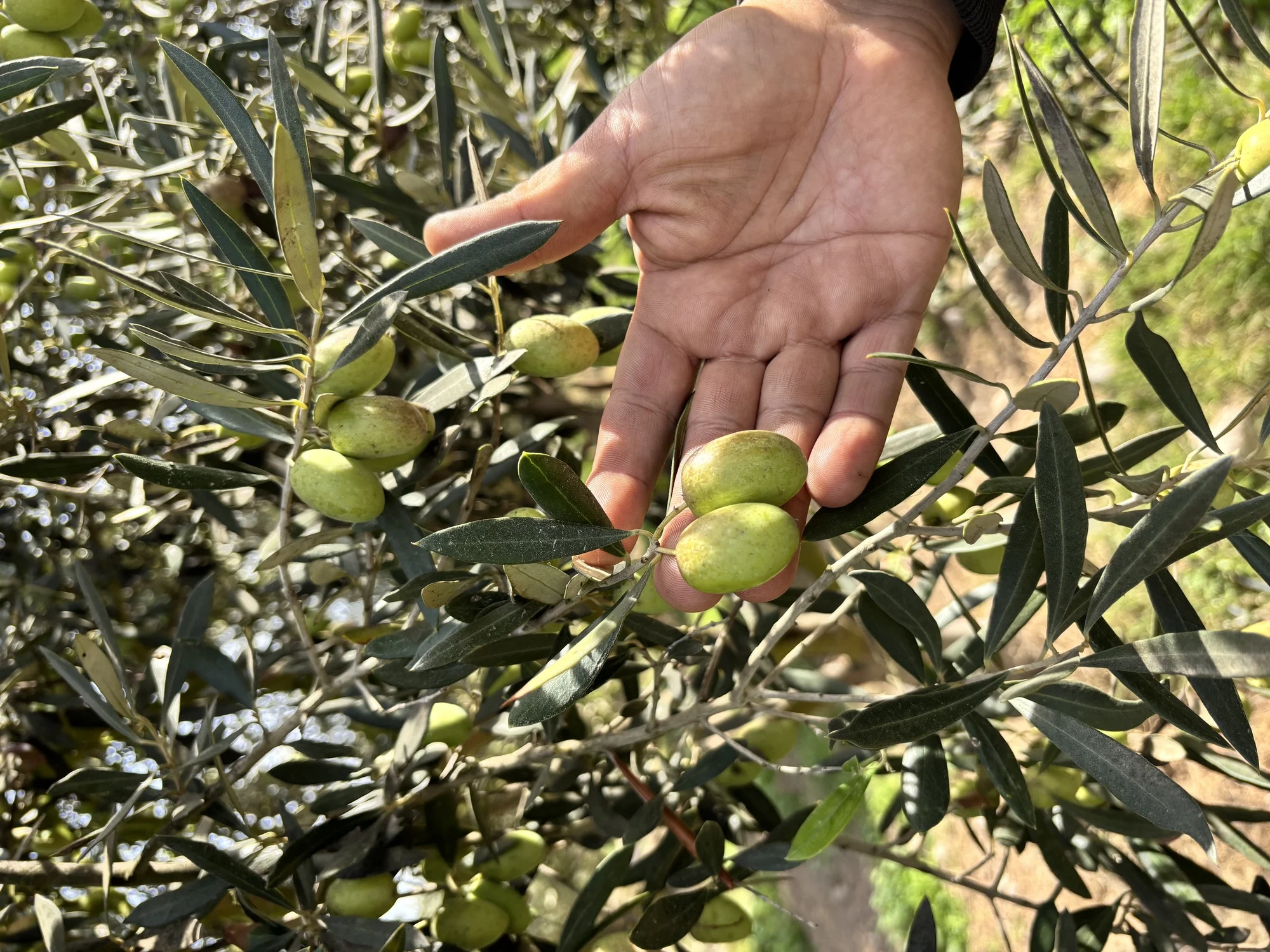 Aceite de oliva de Huasco, patrimonio mundial chileno 1