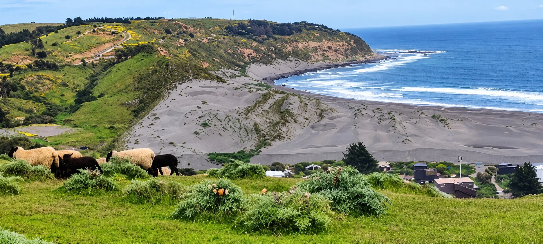 Las cepas centenarias de País que respiran el mar de Chile 0
