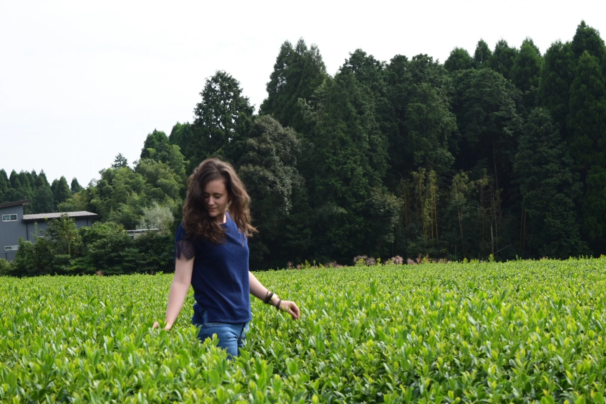 La revolución del matcha: una moda que no parece ser pasajera 1